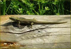 Zauneidechsenfrau beim Bad in der Sonne