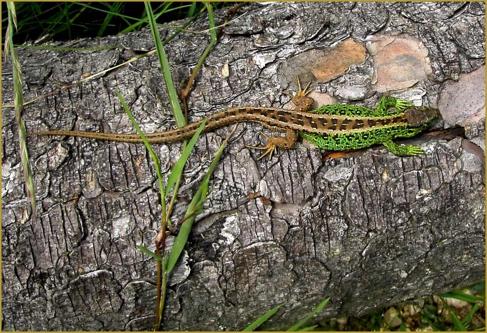 Zauneidechsenmann in freier Wildbahn