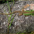 Zauneidechsenmann in freier Wildbahn