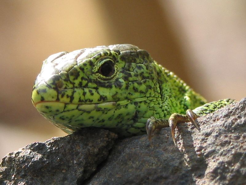 Zauneidechsenportrait