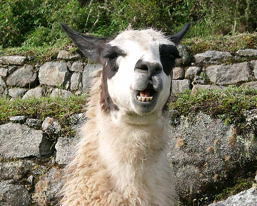 Zaungäste am Machu Picchu, Lama