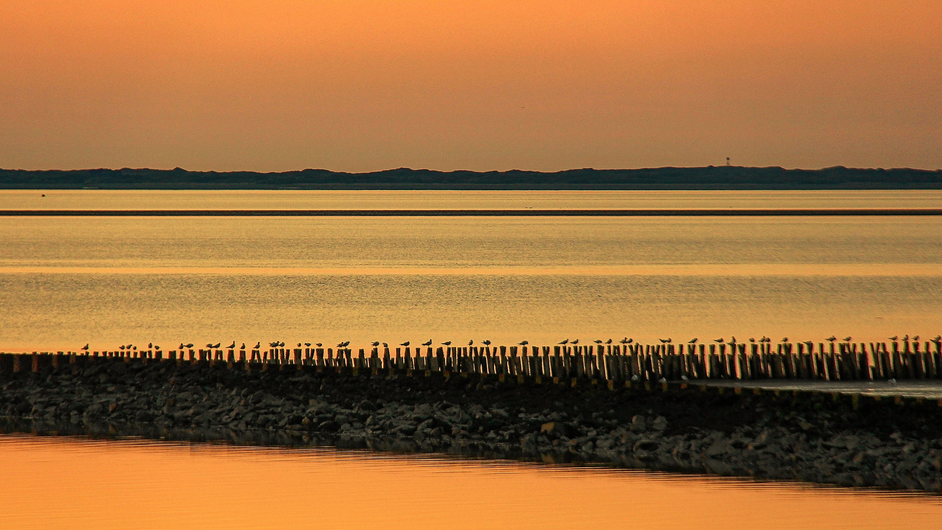 Zaungäste beim Sonnenuntergang