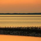 Zaungäste beim Sonnenuntergang