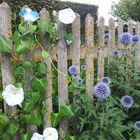 Zaungäste im Bauerngarten