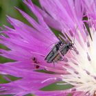 Zaungäste - Oedemera lurida bei der Paarung