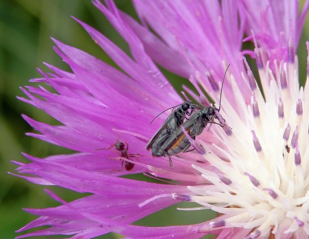 Zaungäste - Oedemera lurida bei der Paarung