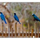 Zaungäste/Onlookers