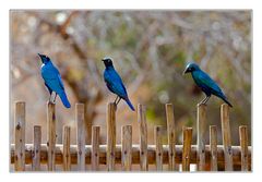 Zaungäste/Onlookers