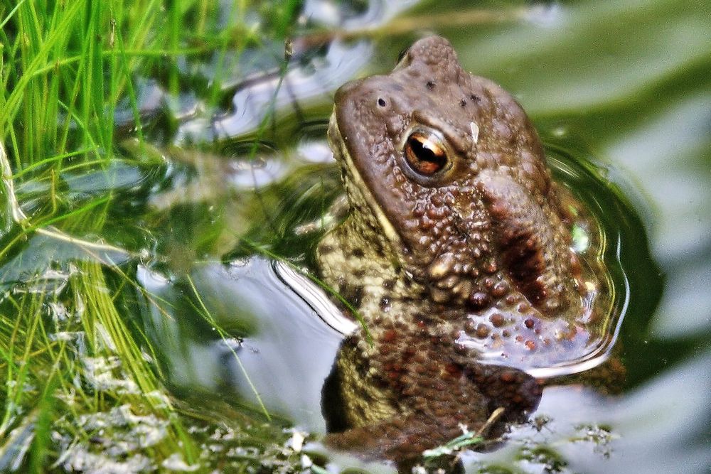 Zaungast am Gartenteich Foto & Bild tiere, wildlife, amphibien