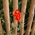 Natur & Umwelt