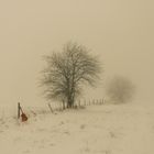 Zaungast im Nebel