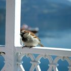 Zaungast im Strandcafe