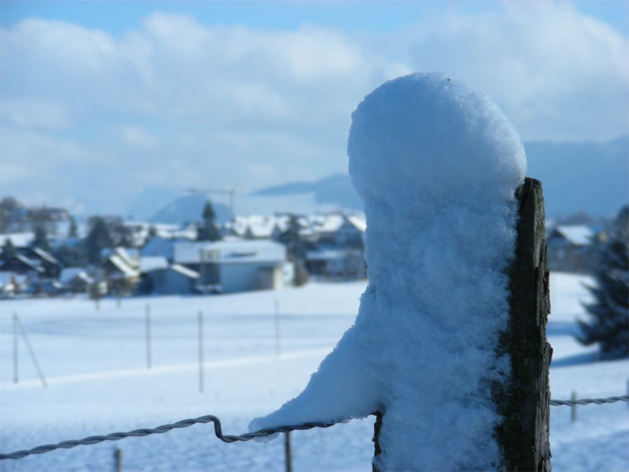 Zaungast im Winter