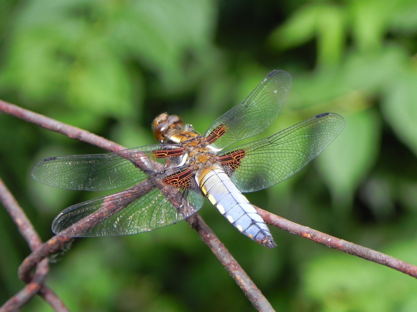 Zaungast Libelle