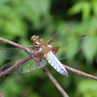 Zaungast Libelle