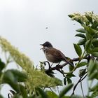 Zaungrasmücke (Sylvia curruca) ?