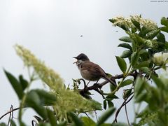 Zaungrasmücke (Sylvia curruca) ?