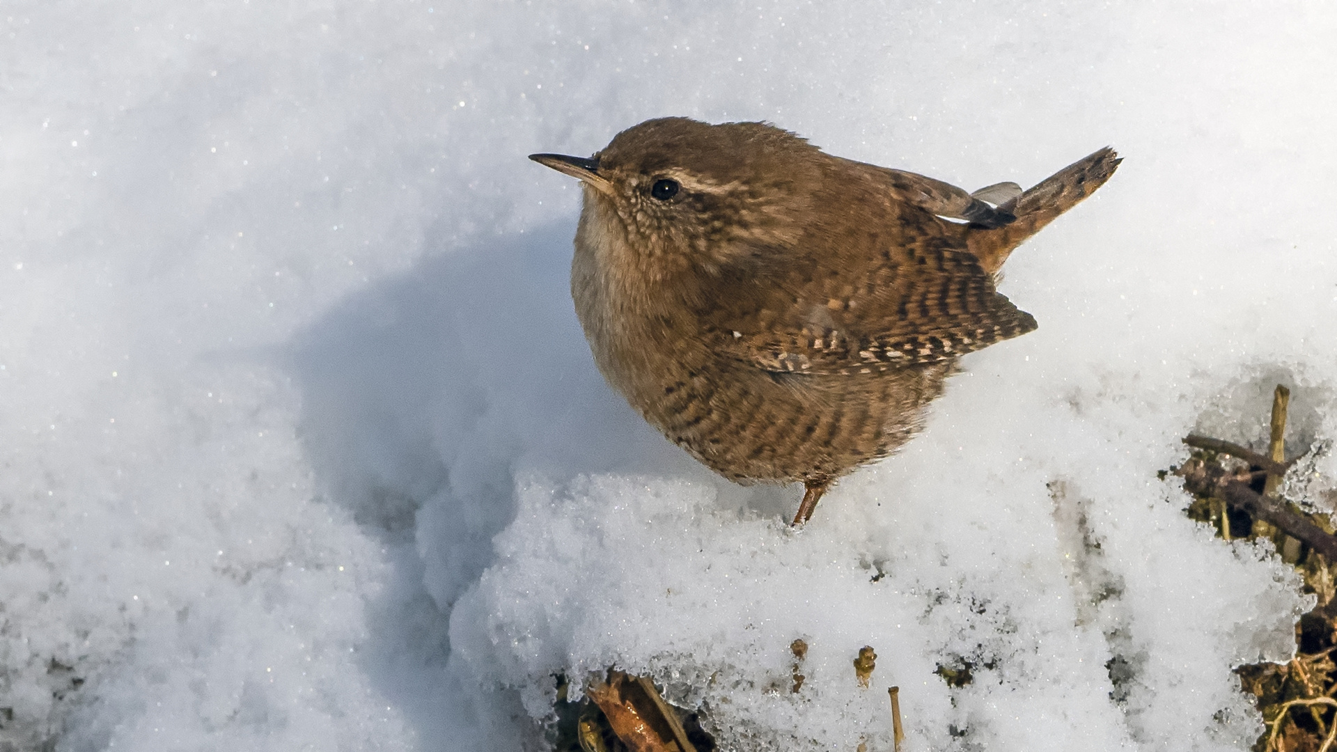 Zauni im Schnee  .....