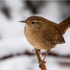 Zauni im Schnee