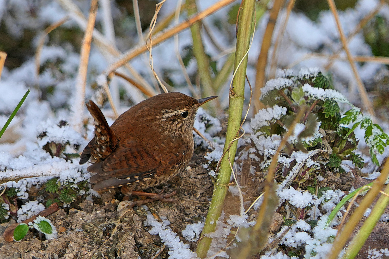   Zaunkönig 1