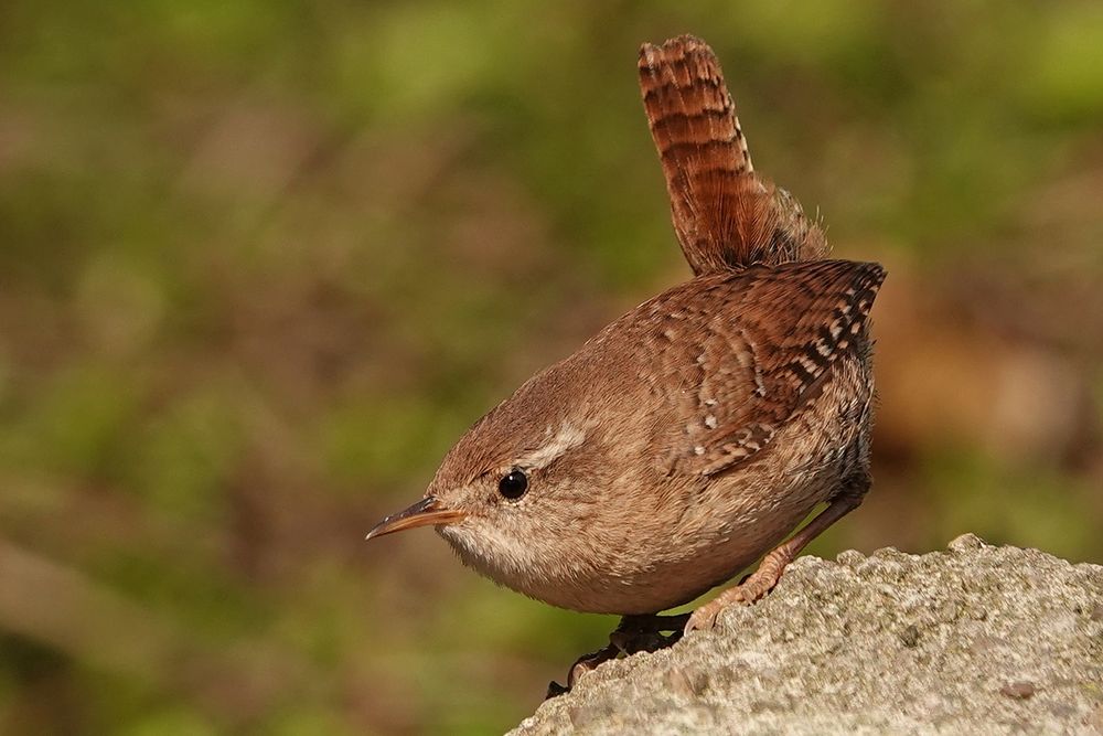 Zaunkönig