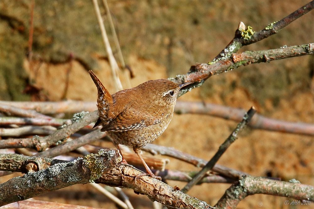 Zaunkönig