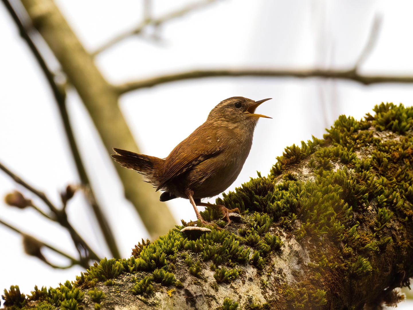 Zaunkönig Foto & Bild tiere, wildlife, wild lebende vögel Bilder auf