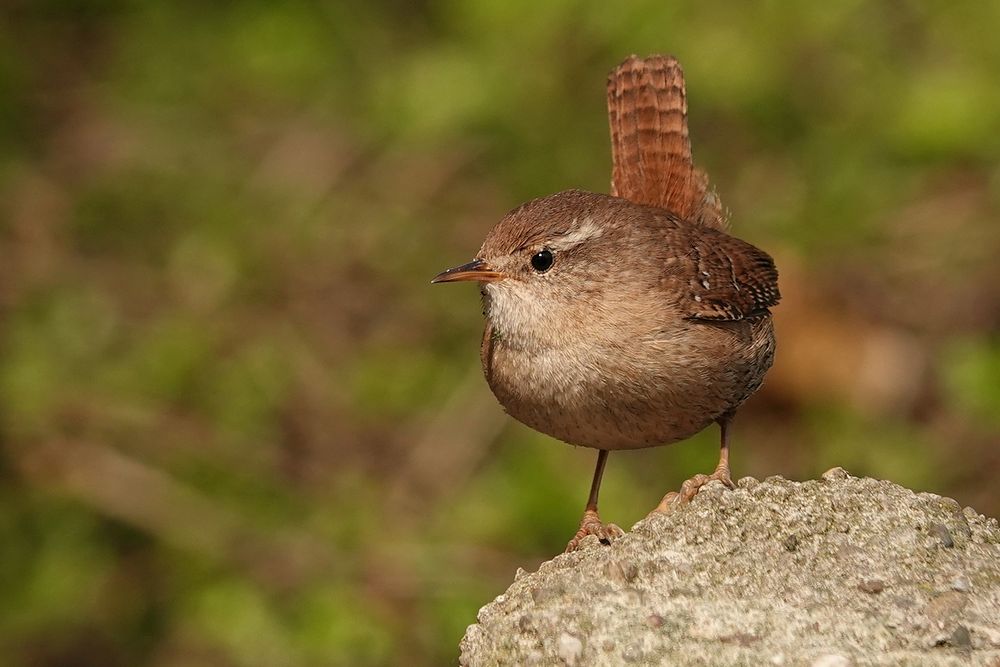 Zaunkönig