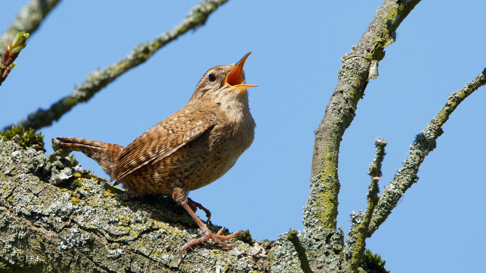 Zaunkönig