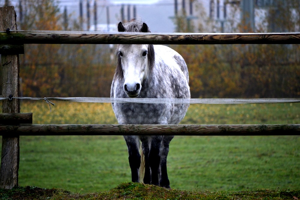 Zaunkönig