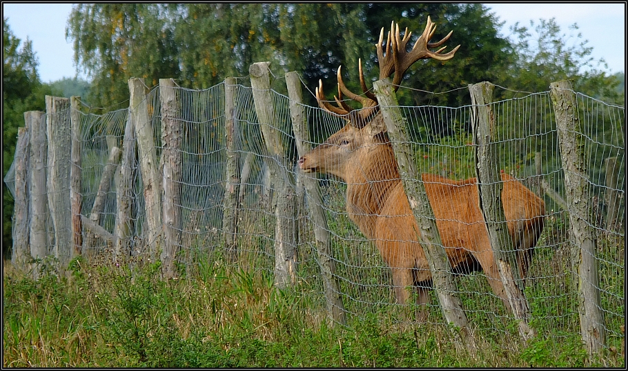 Zaunkönig