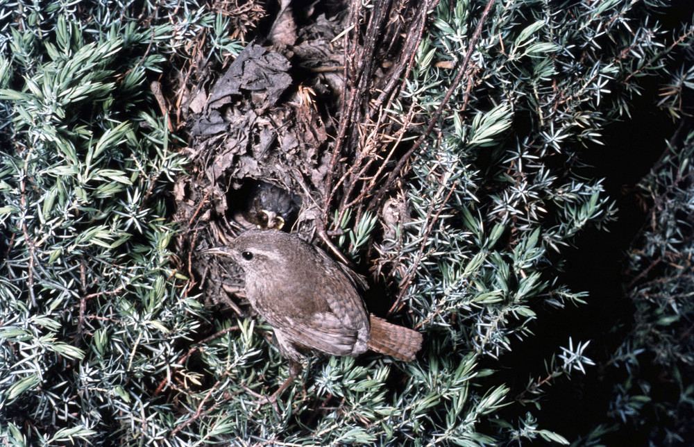 Zaunkönig am Nest aus den 50er Jahren