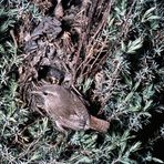 Zaunkönig am Nest aus den 50er Jahren