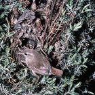 Zaunkönig am Nest aus den 50er Jahren