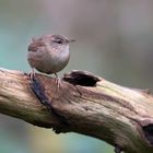 Zaunkönig an seiner Tränke im Wald