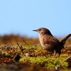 Zaunkönig auf Mooslandschaft