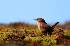 Zaunkönig auf Mooslandschaft