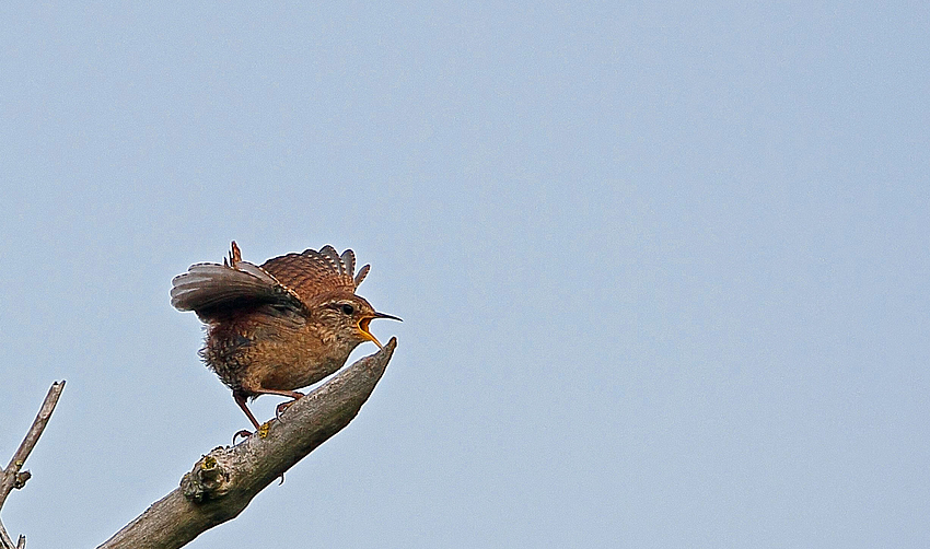 Zaunkönig bei der Balz