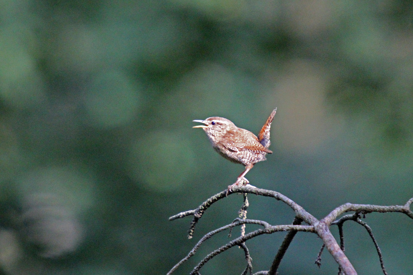 Zaunkönig bei ISO 6400