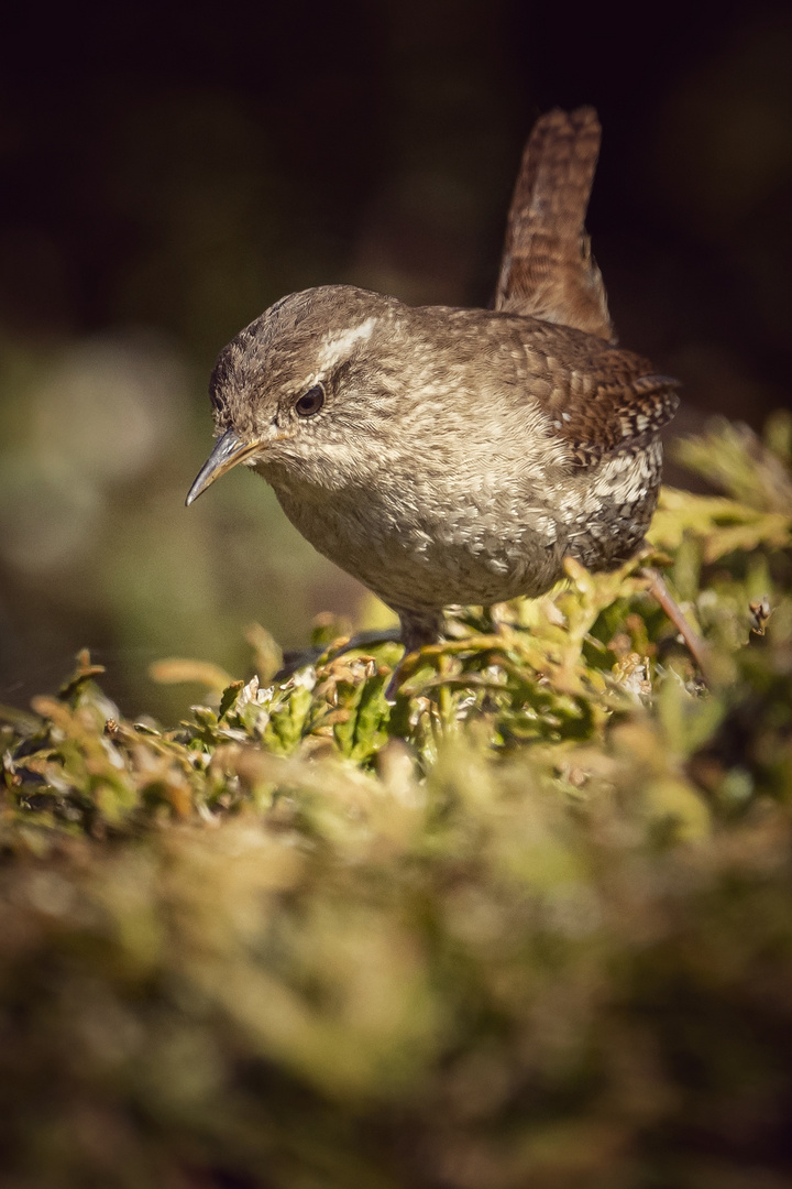 Zaunkönig beim Mittagsspaziergang