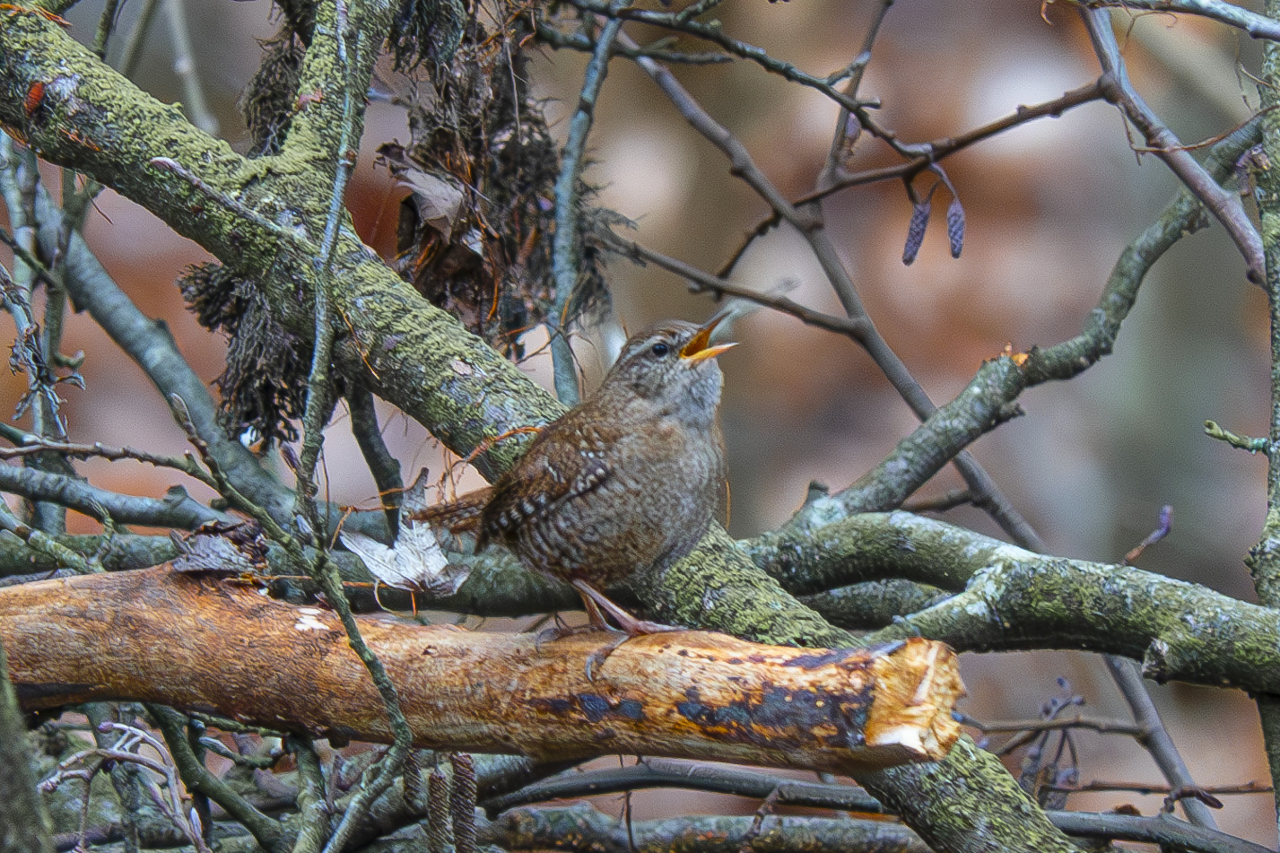  Zaunkönig beim Morgengesang 