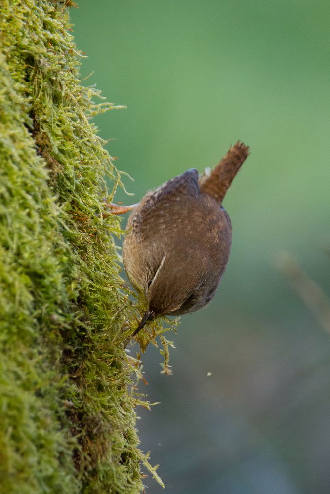 Zaunkönig beim Nestbau