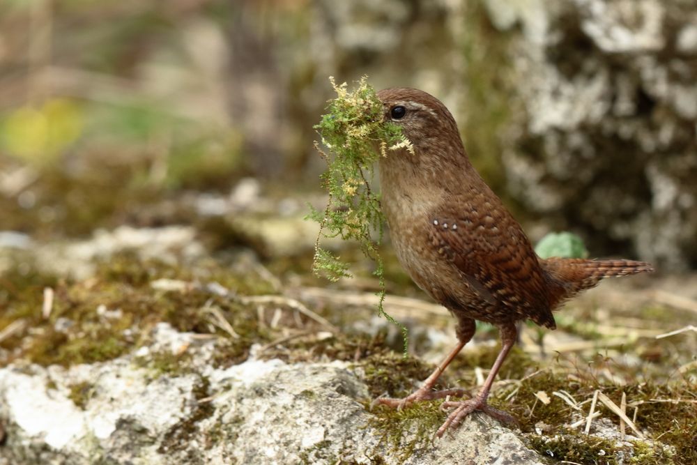 Zaunkönig beim Nestbau Foto & Bild tiere, wildlife, wild