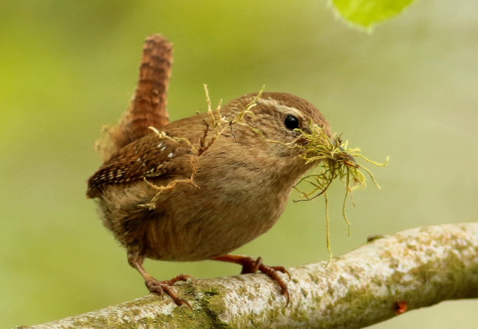 Zaunkönig beim Nestbau