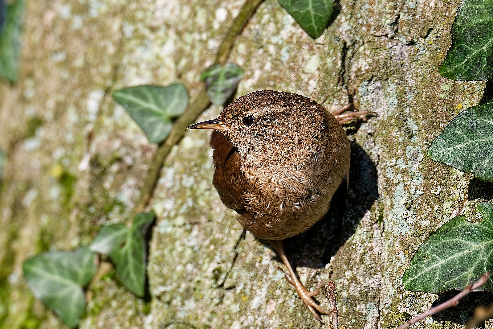 Zaunkönig