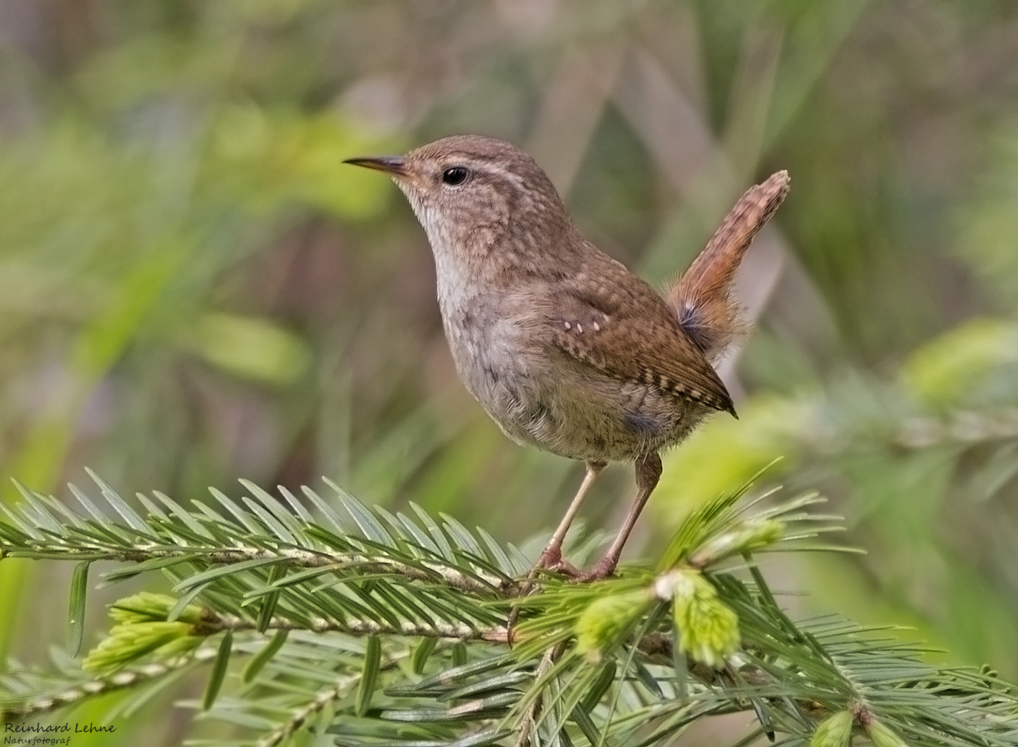  Zaunkönig