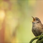 Zaunkönig (Eurasian wren)