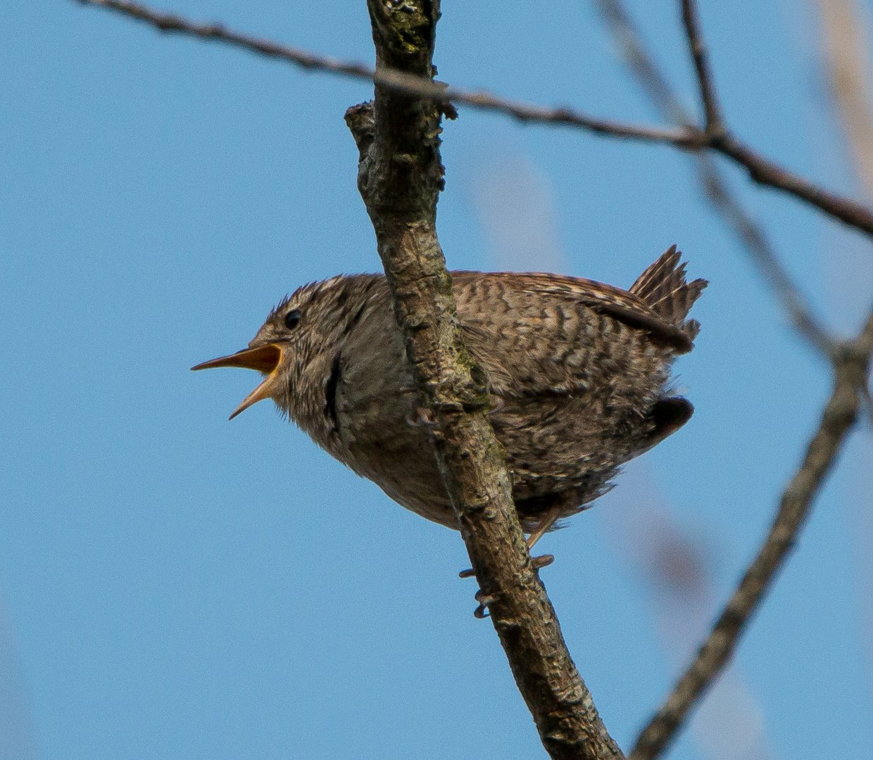 Zaunkönig