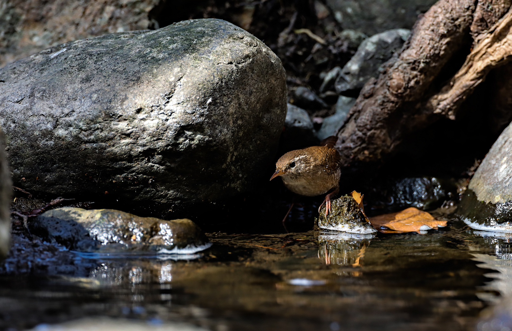 Zaunkönig-Habitat-Wasser