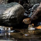 Zaunkönig-Habitat-Wasser